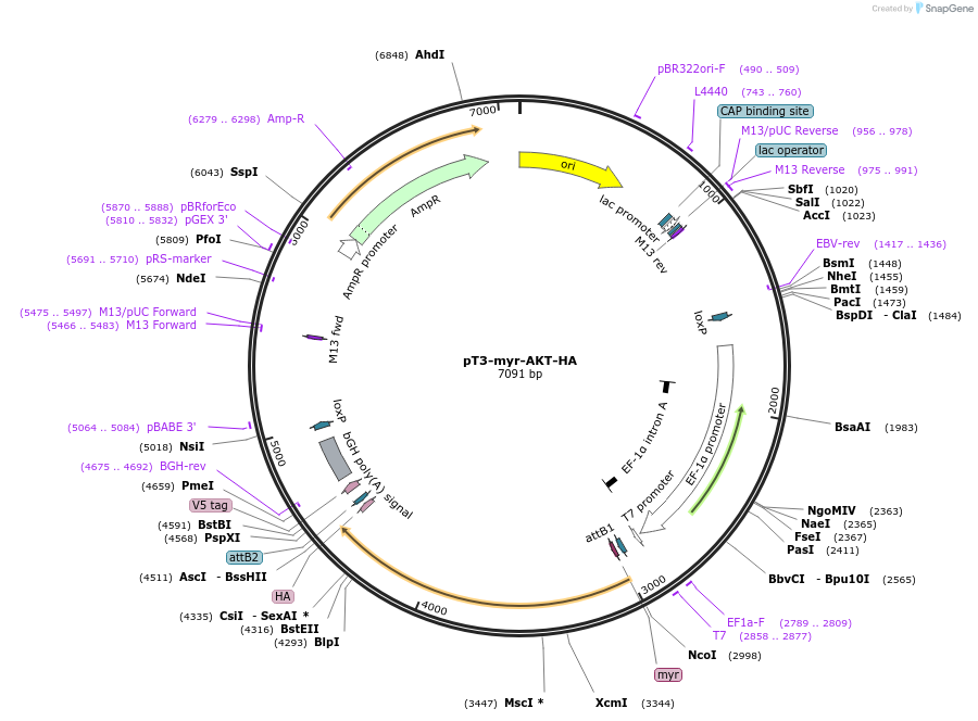 31789-plasmid-map-sequence-id-450927