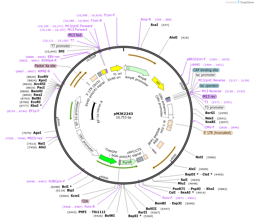227688-plasmid-map-sequence-id-450932