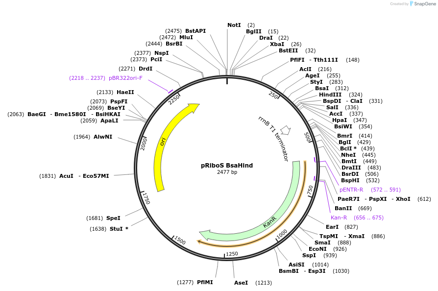 36253-plasmid-map-sequence-id-45096