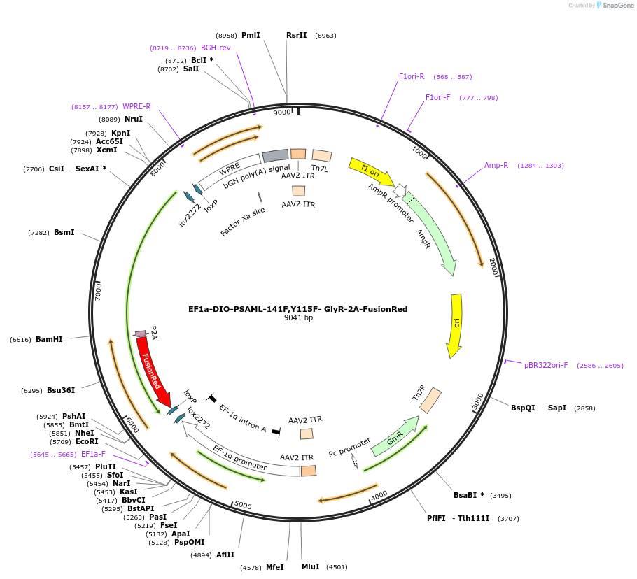 226590-plasmid-map-sequence-id-450965
