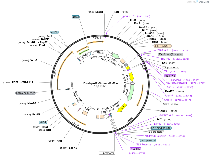 227716-plasmid-map-sequence-id-450967