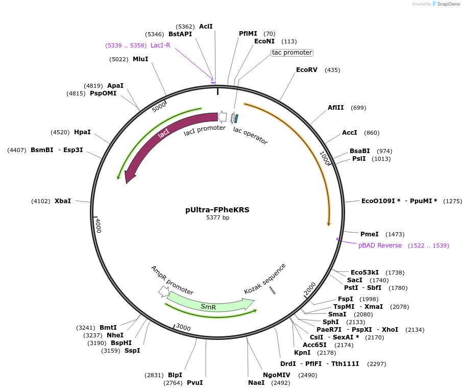 136631-plasmid-map-sequence-id-450968