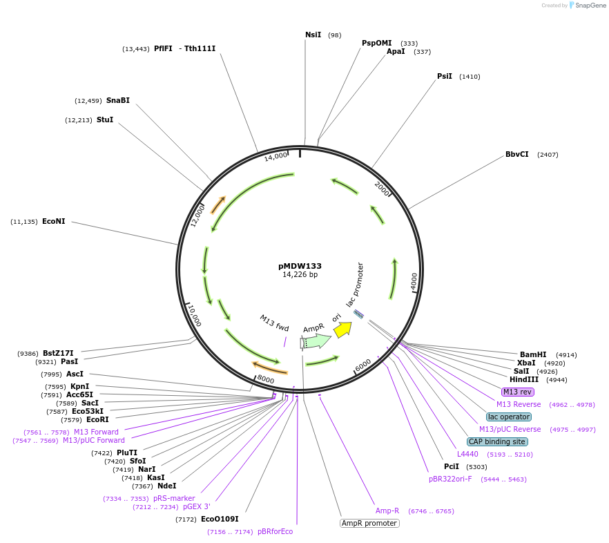 227248-plasmid-map-sequence-id-450969