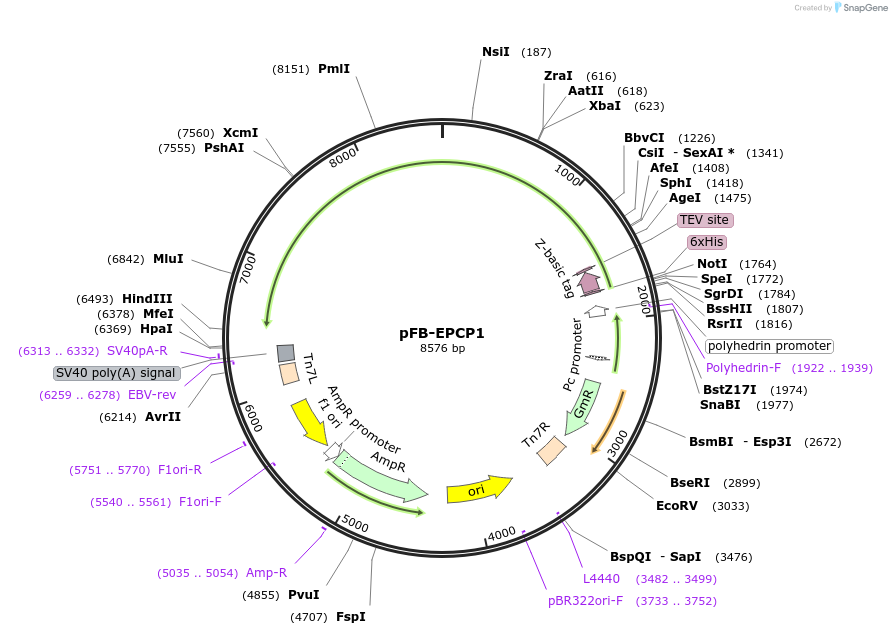 226783-plasmid-map-sequence-id-450970