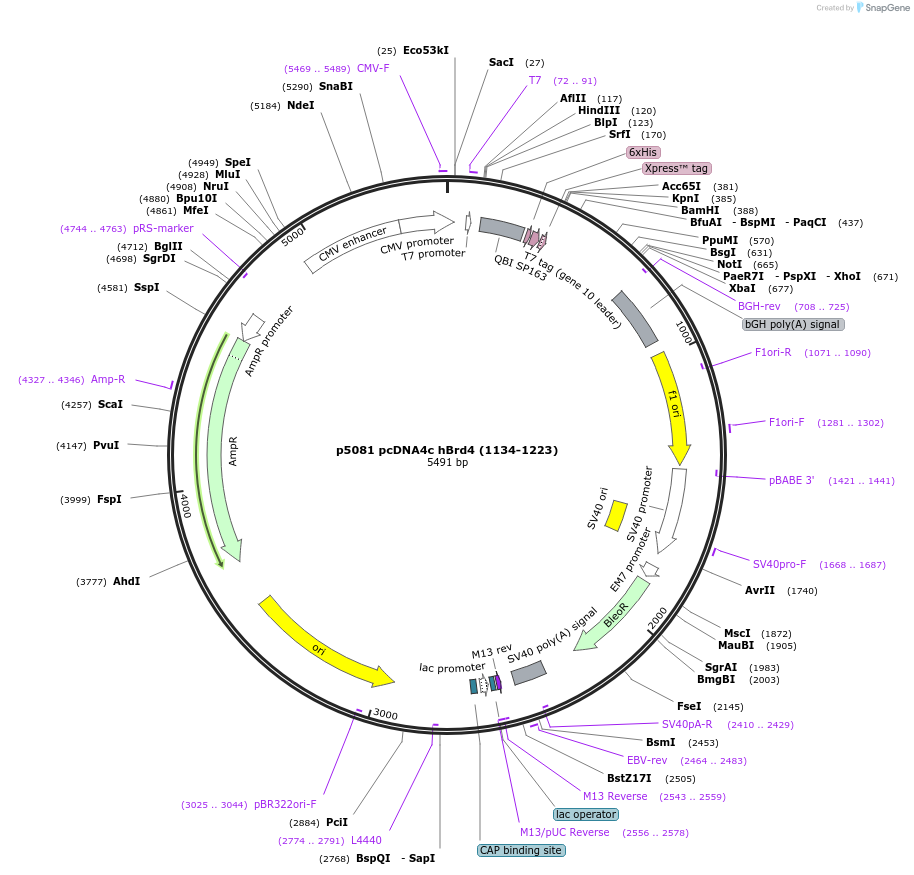 14457-plasmid-map-sequence-id-450974