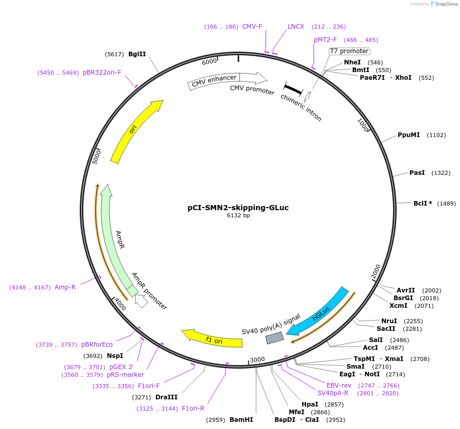 218670-plasmid-map-sequence-id-450976