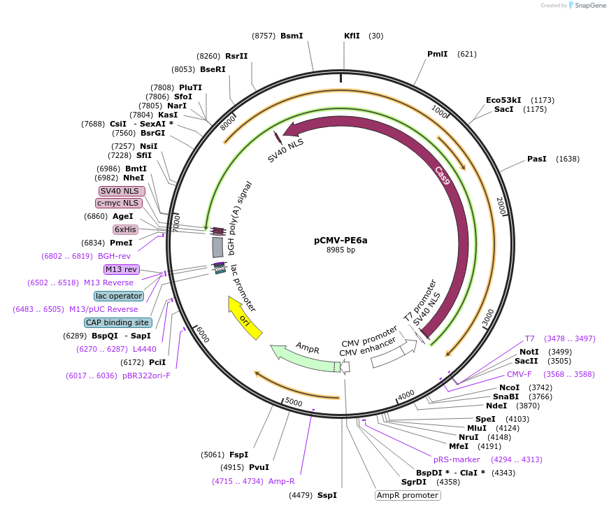 207851-plasmid-map-sequence-id-450977