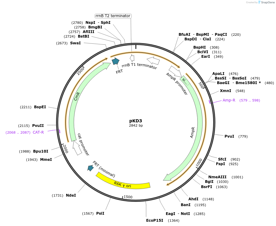 45604-plasmid-map-sequence-id-450979