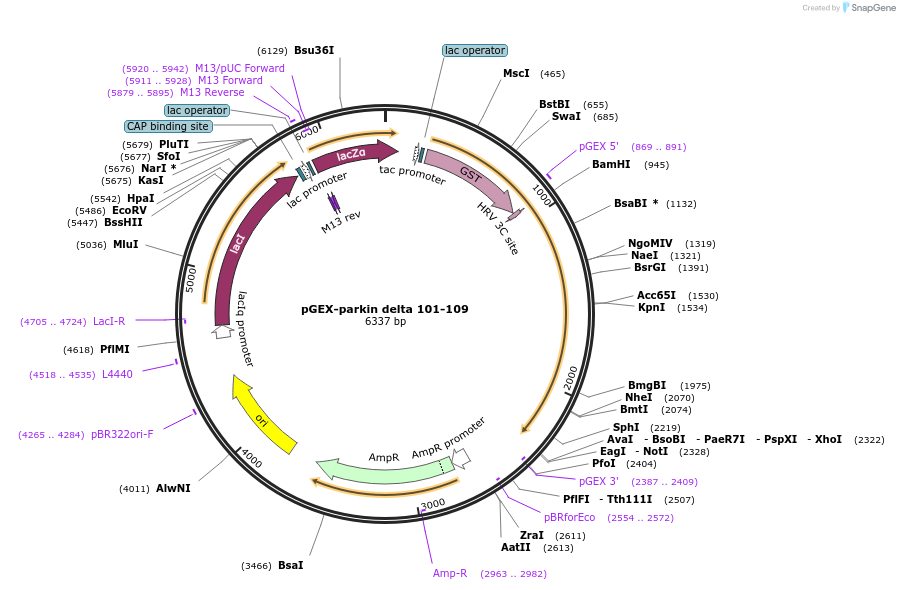 227364-plasmid-map-sequence-id-450999