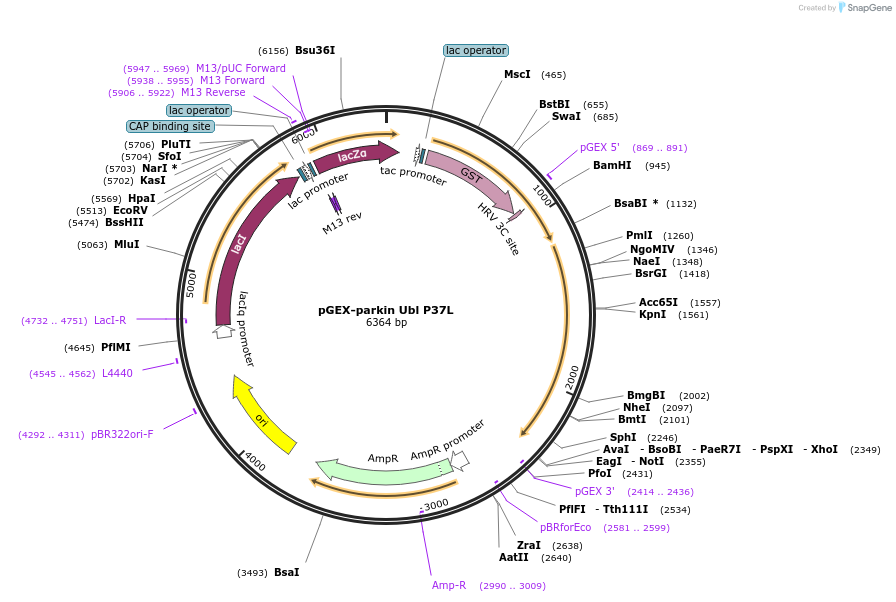 227366-plasmid-map-sequence-id-451001