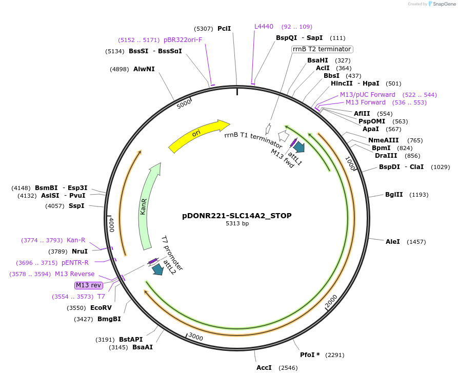 161431-plasmid-map-sequence-id-451005