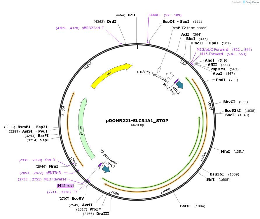 161266-plasmid-map-sequence-id-451006