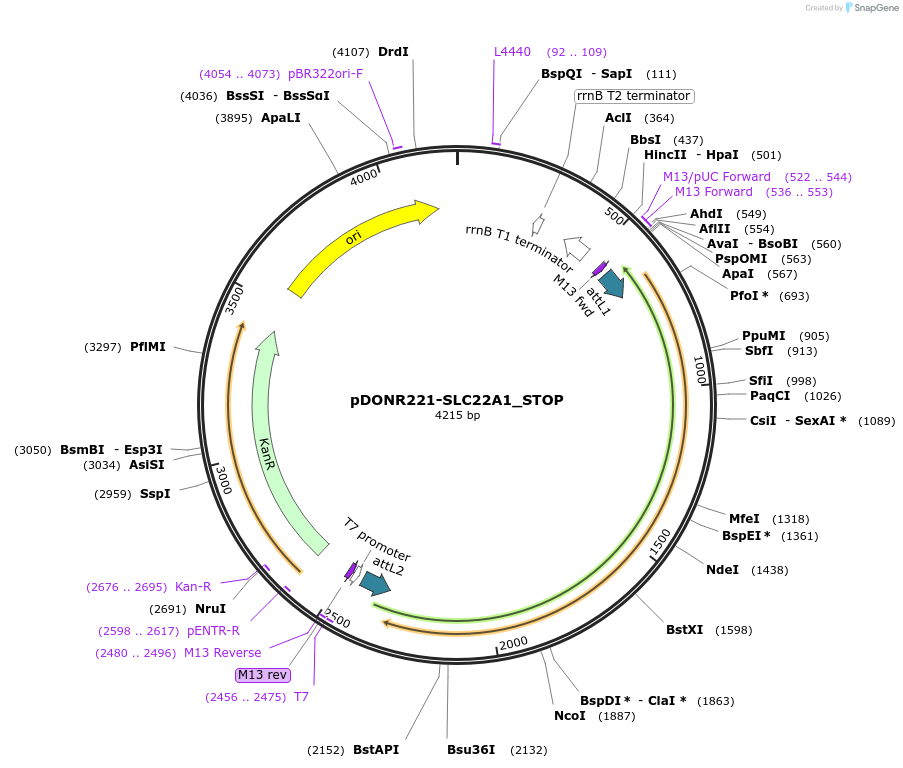 161200-plasmid-map-sequence-id-451007