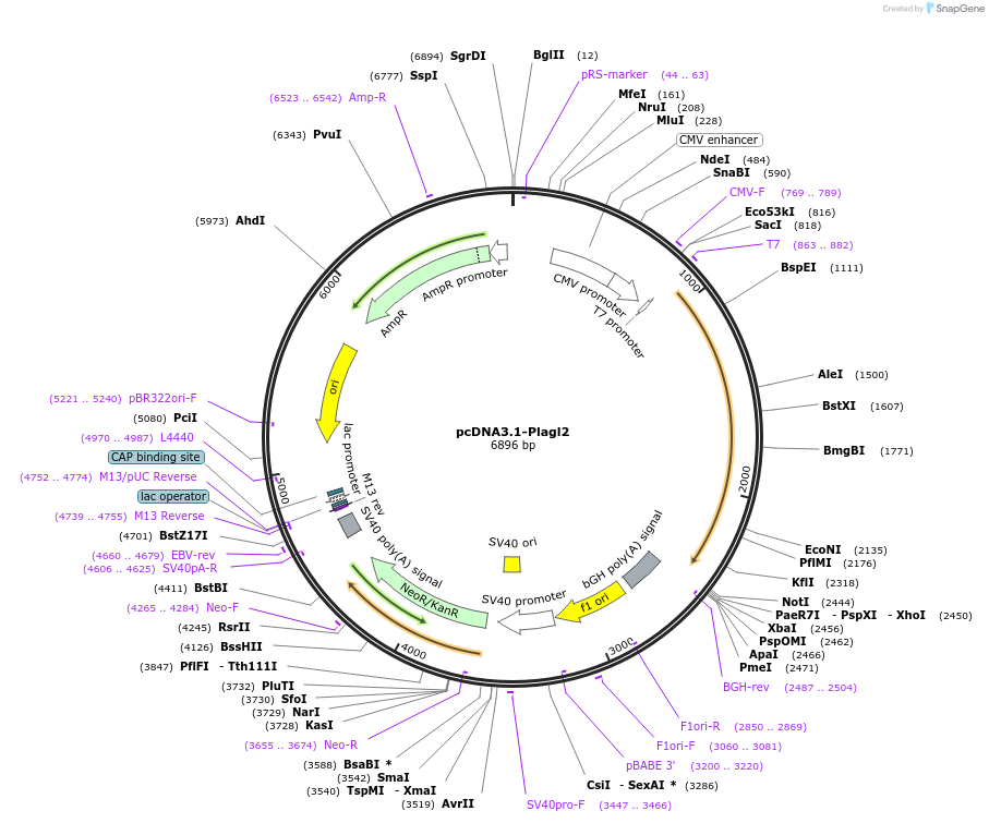 228061-plasmid-map-sequence-id-451019