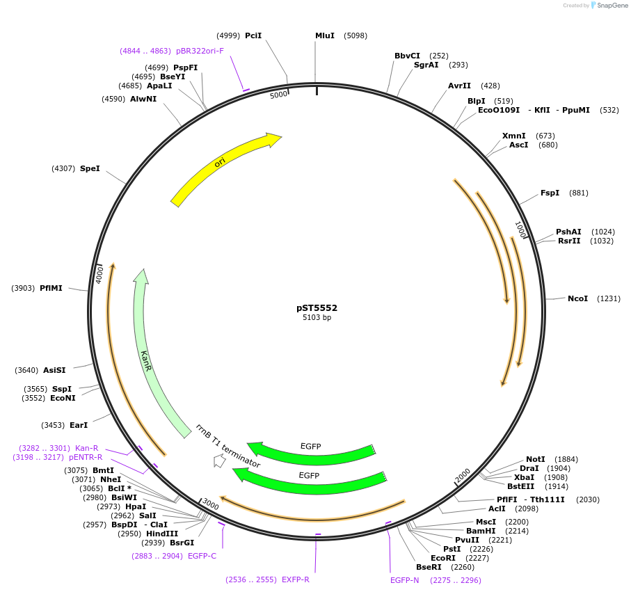 36255-plasmid-map-sequence-id-45102