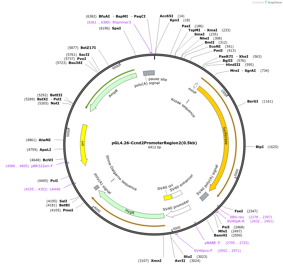 228059-plasmid-map-sequence-id-451021