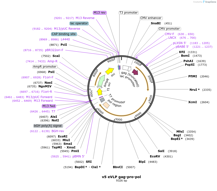 228466-plasmid-map-sequence-id-451028