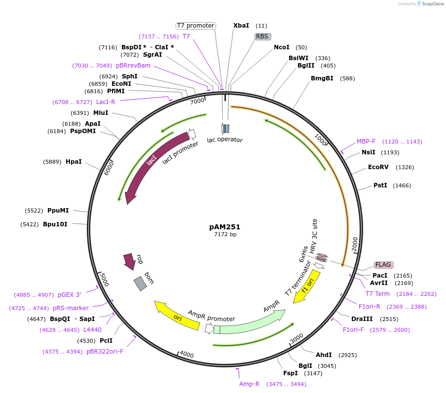 226895-plasmid-map-sequence-id-451037