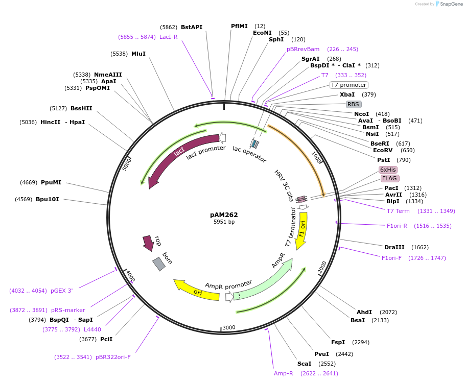 226906-plasmid-map-sequence-id-451042