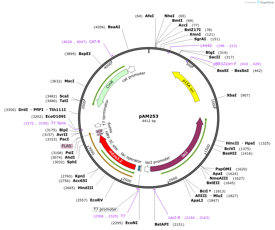 226897-plasmid-map-sequence-id-451049