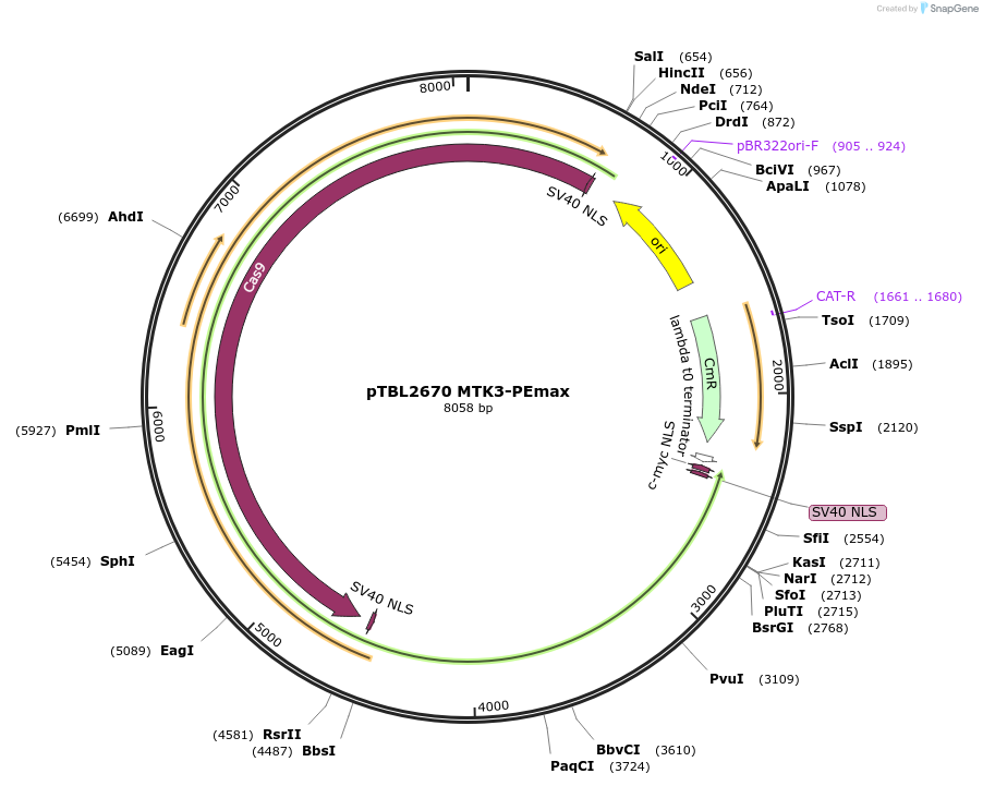 226663-plasmid-map-sequence-id-451057