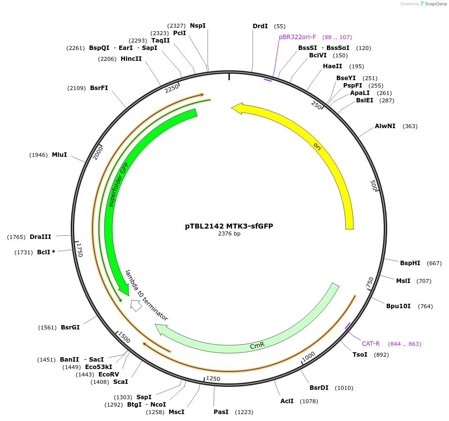 226661-plasmid-map-sequence-id-451104