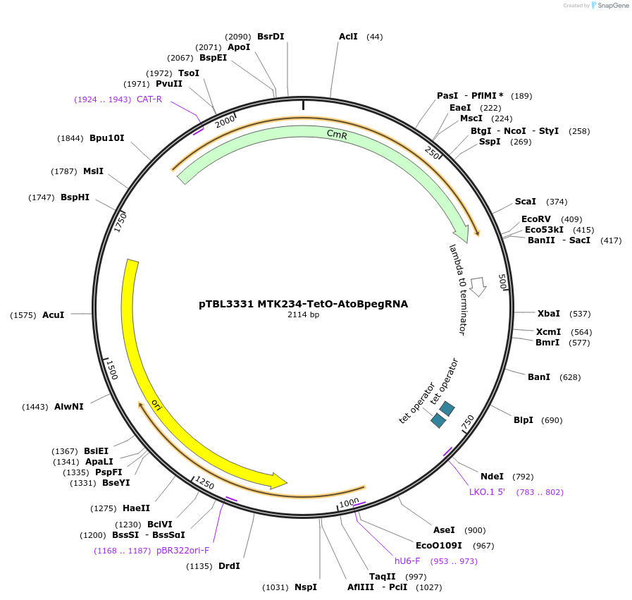 226668-plasmid-map-sequence-id-451127