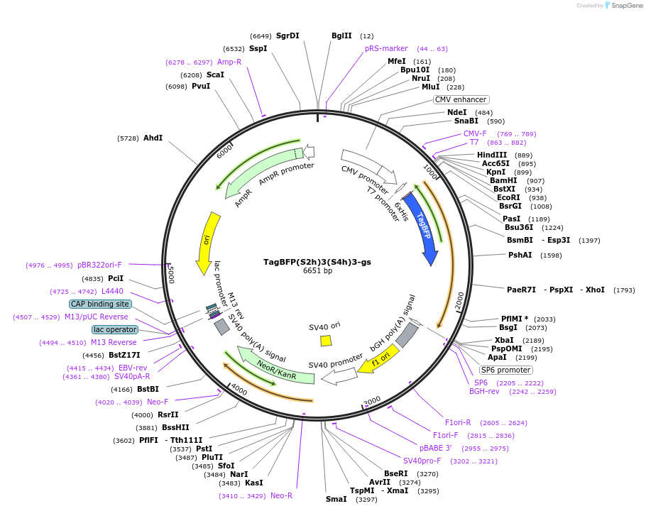 228077-plasmid-map-sequence-id-451130