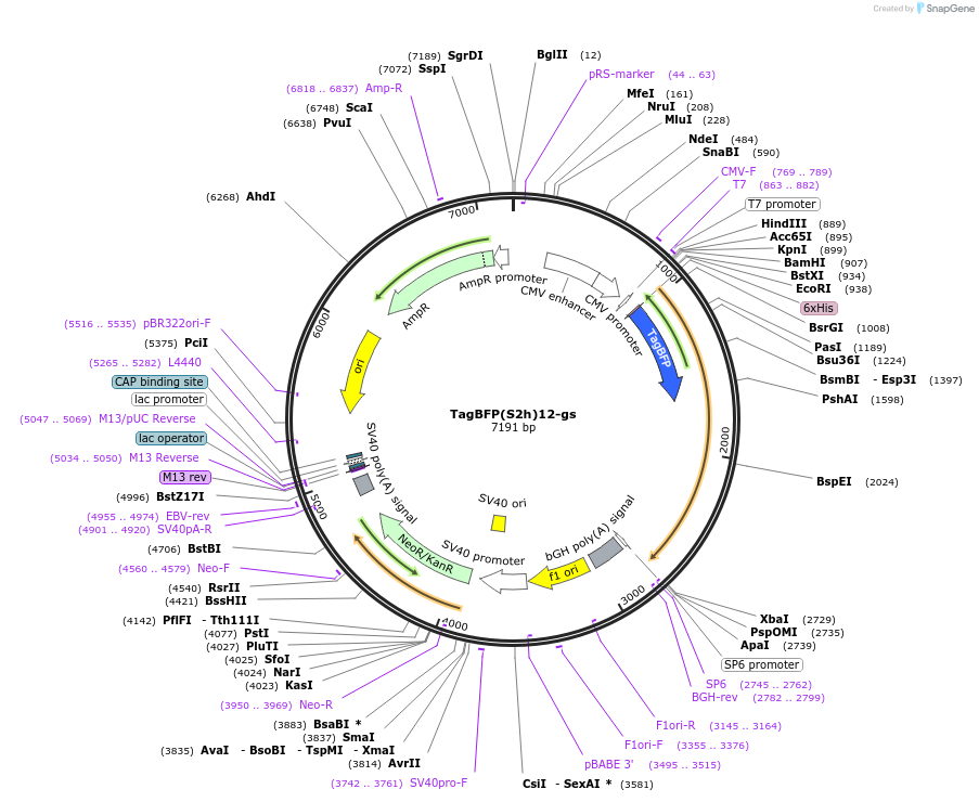 228087-plasmid-map-sequence-id-451132
