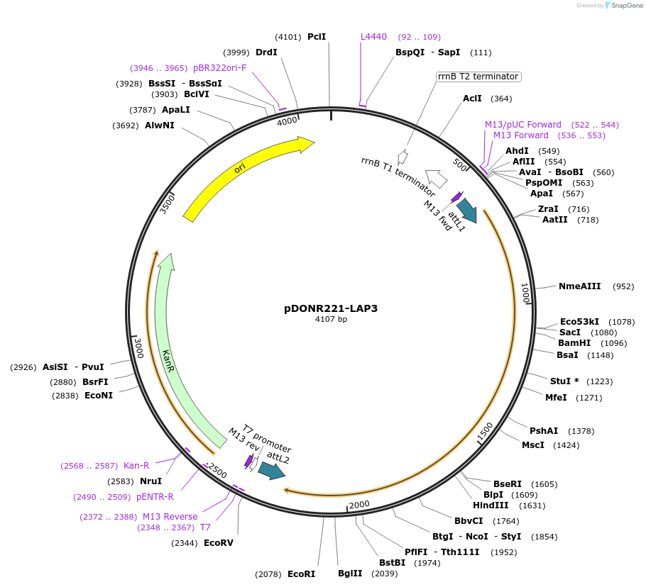 217660-plasmid-map-sequence-id-451133