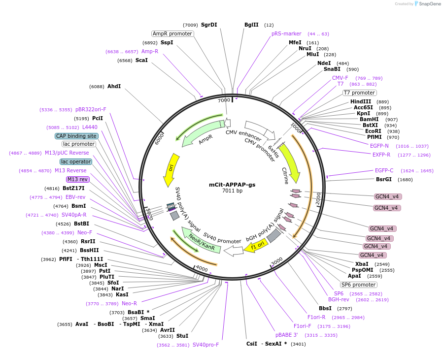 228090-plasmid-map-sequence-id-451134
