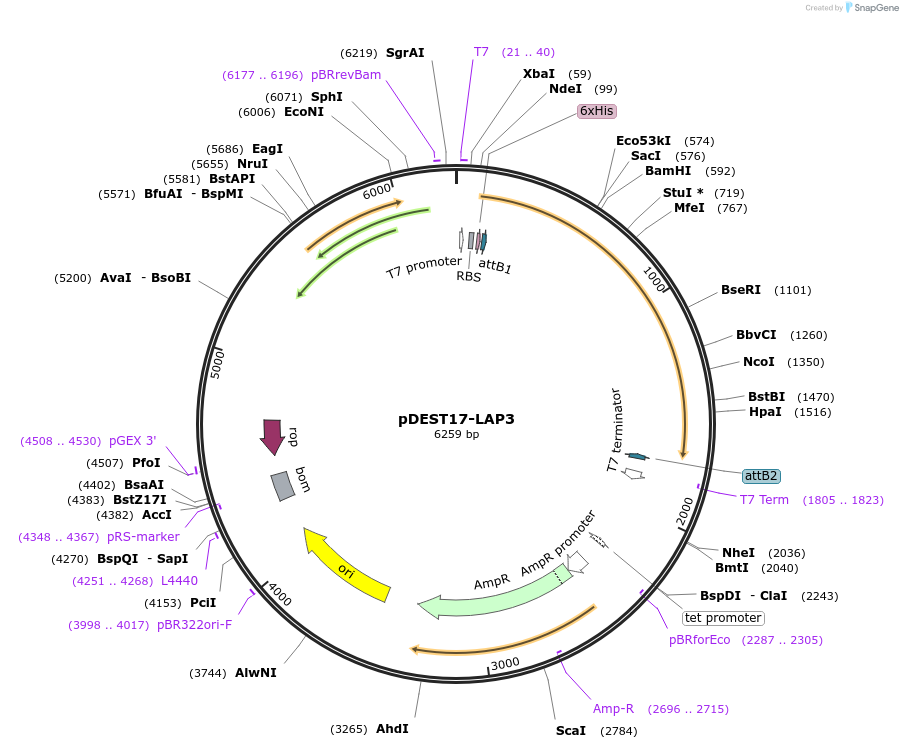 217661-plasmid-map-sequence-id-451135