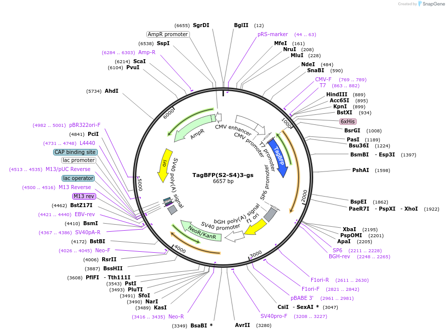 228075-plasmid-map-sequence-id-451136