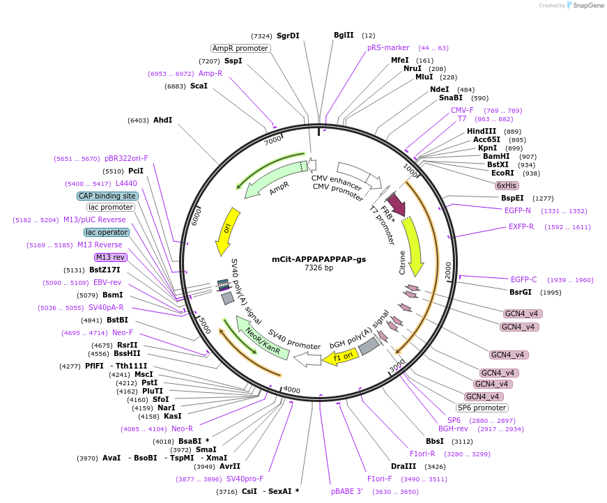 228091-plasmid-map-sequence-id-451163