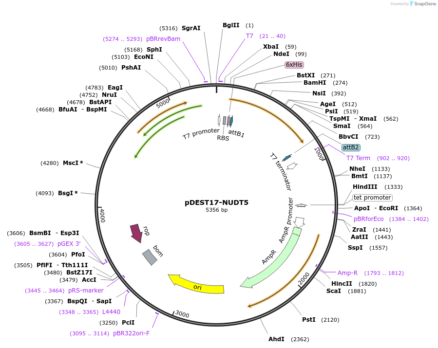 219955-plasmid-map-sequence-id-451164