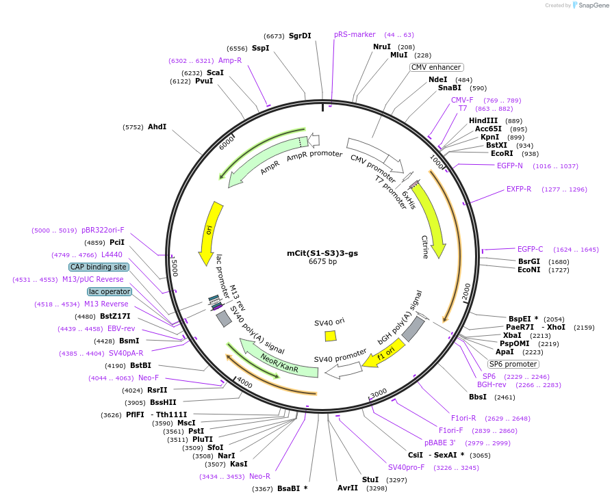 228070-plasmid-map-sequence-id-451165