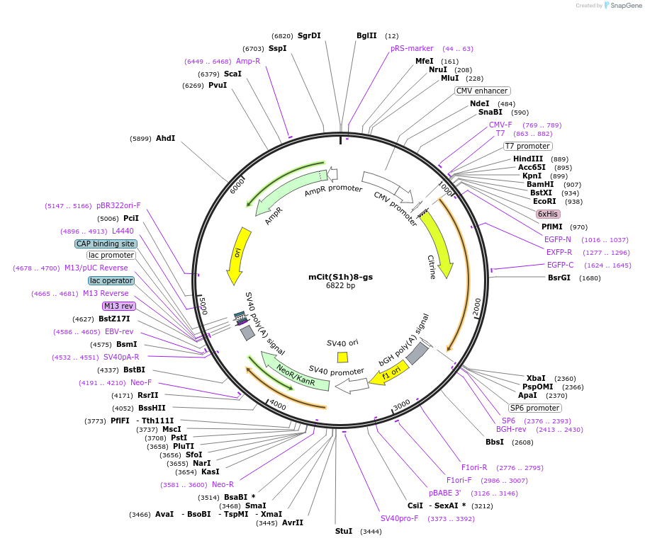 228084-plasmid-map-sequence-id-451170