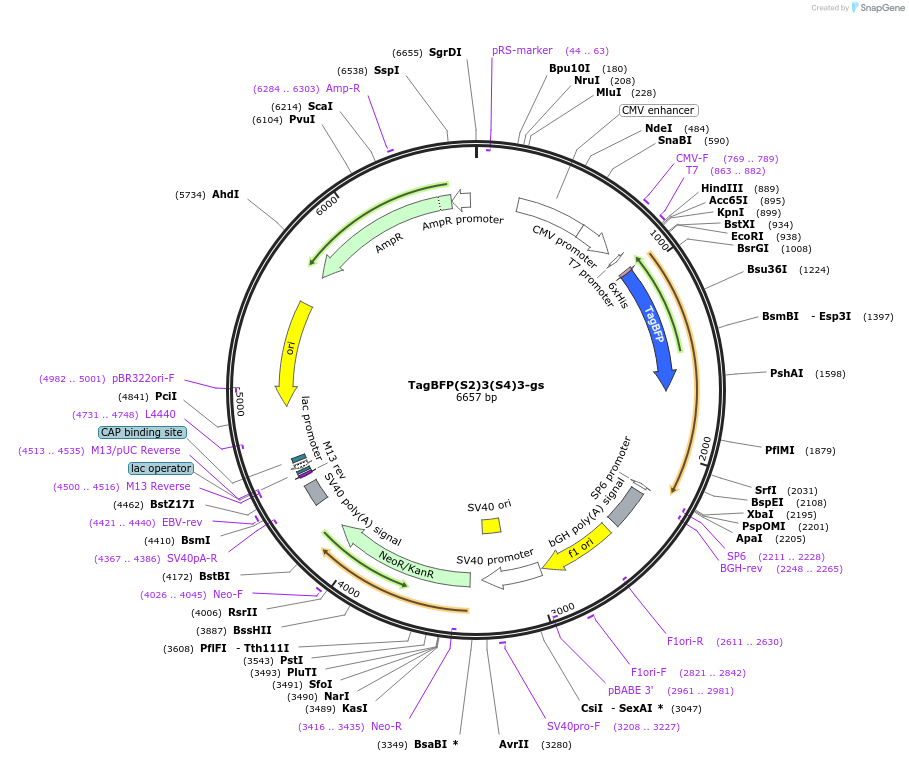 228068-plasmid-map-sequence-id-451171