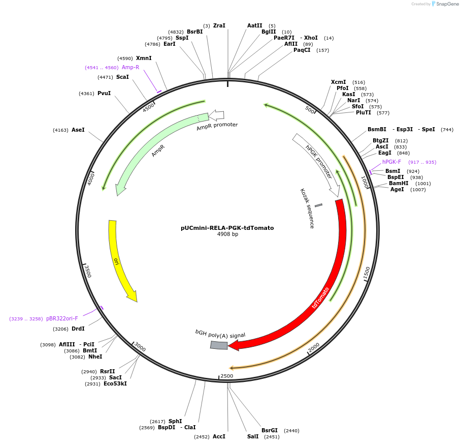 228054-plasmid-map-sequence-id-451172