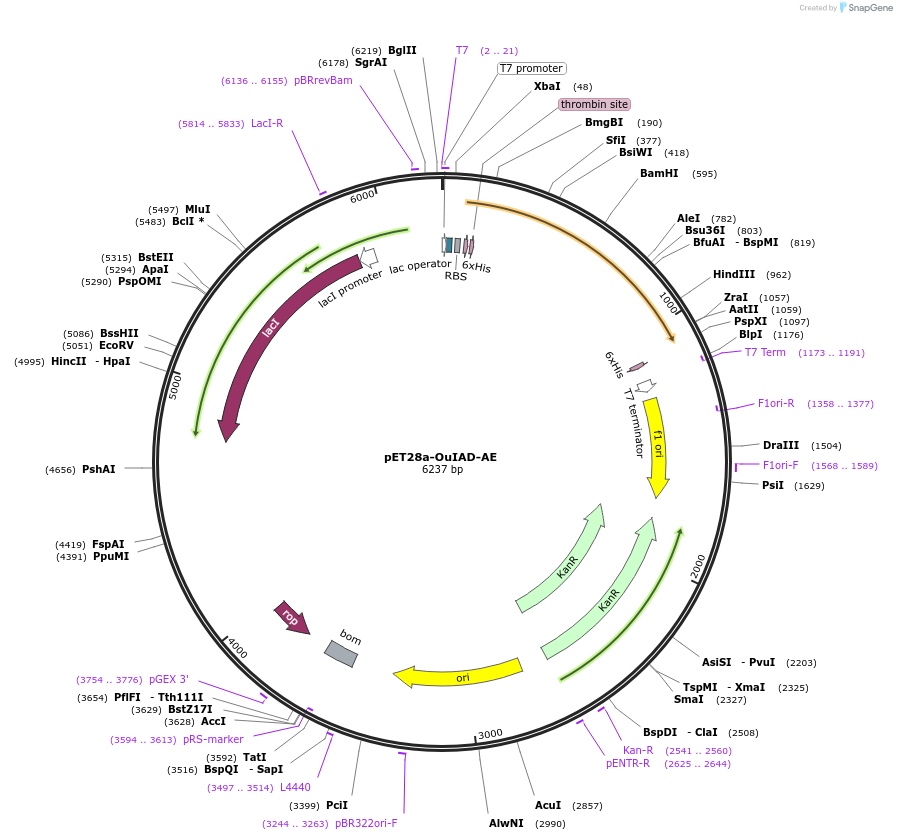 226968-plasmid-map-sequence-id-451205