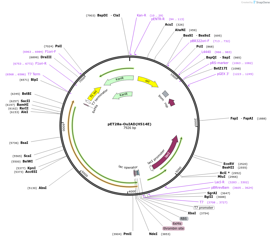 226972-plasmid-map-sequence-id-451209