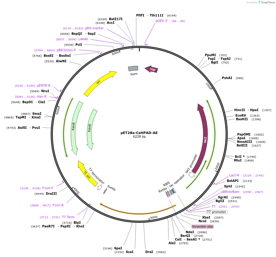 226982-plasmid-map-sequence-id-451219