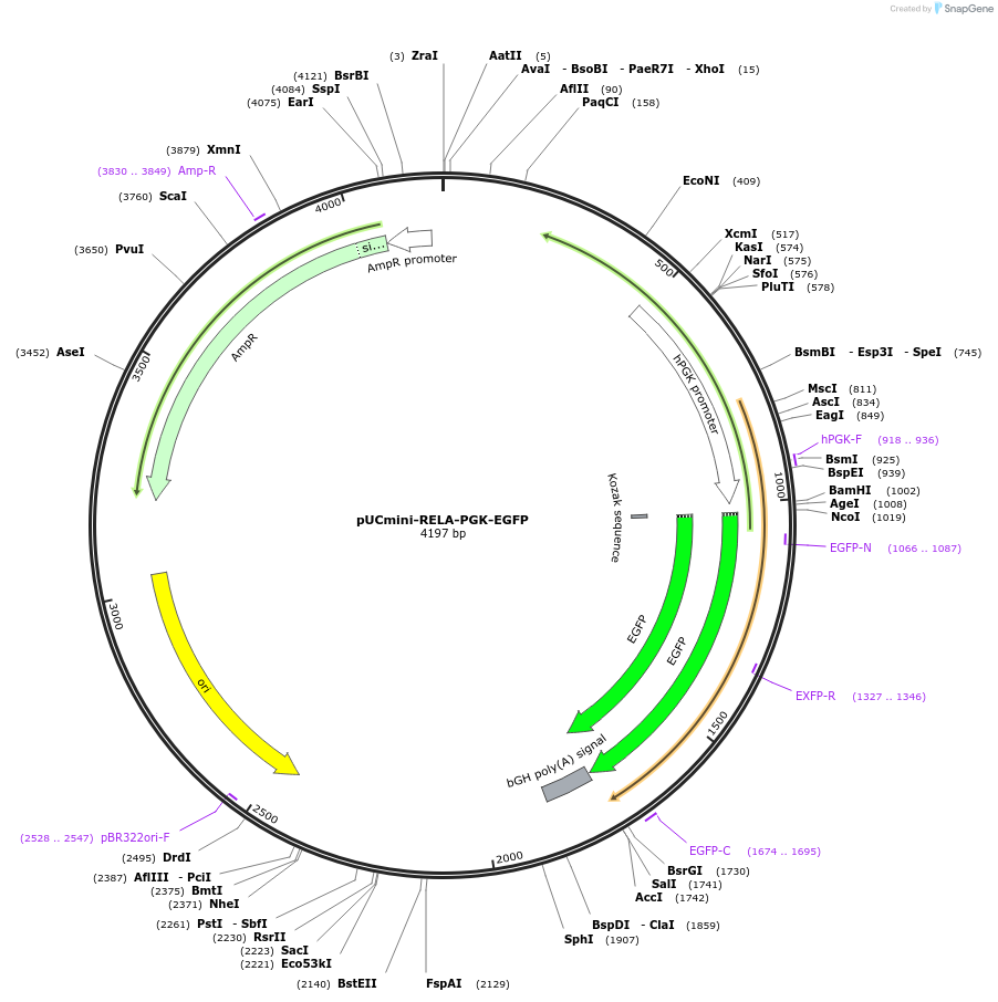 228051-plasmid-map-sequence-id-451249