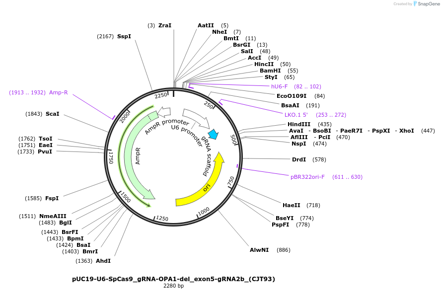 226992-plasmid-map-sequence-id-451253