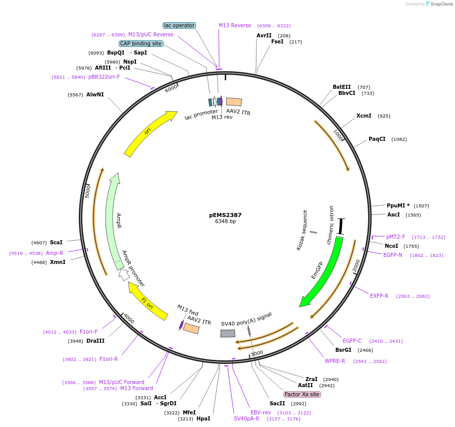225633-plasmid-map-sequence-id-451254