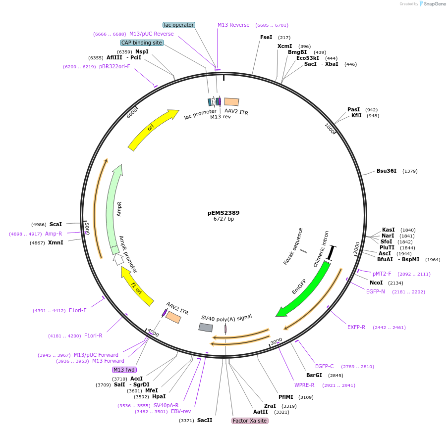 225634-plasmid-map-sequence-id-451255