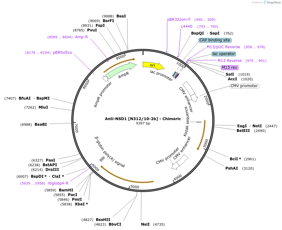 227028-plasmid-map-sequence-id-451259