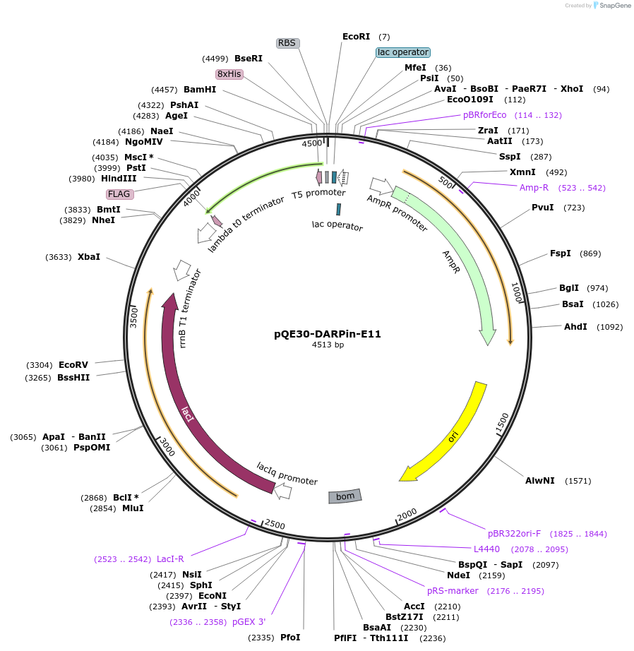 226784-plasmid-map-sequence-id-451265