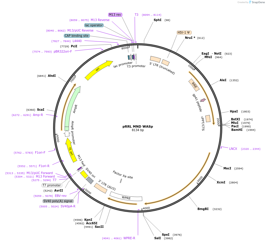 36248-plasmid-map-sequence-id-45127