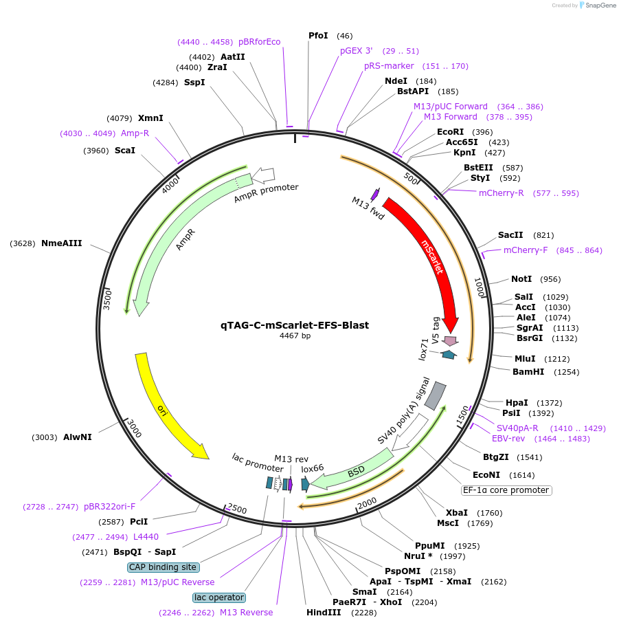 227260-plasmid-map-sequence-id-451272